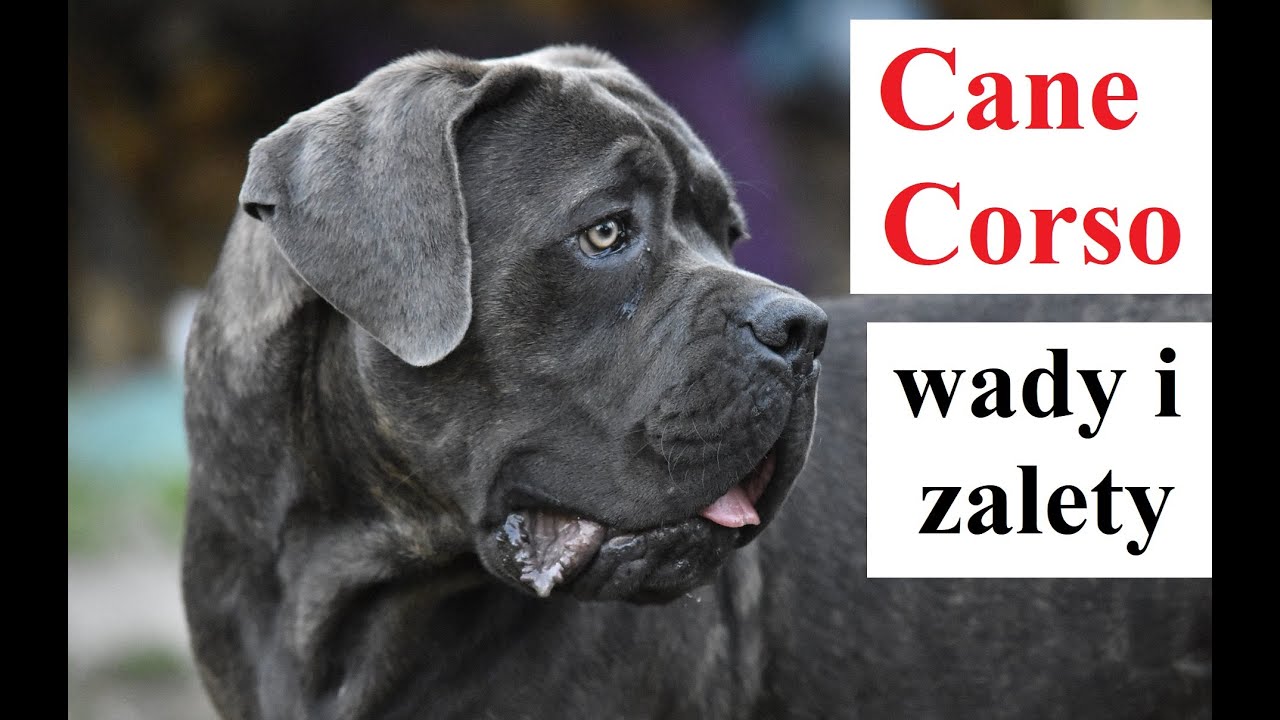 CANE CORSO - wady i zalety