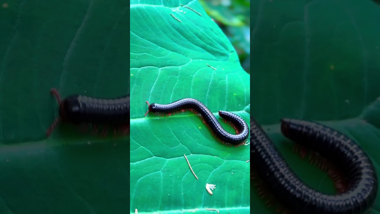A millipede walking on taro leaves 