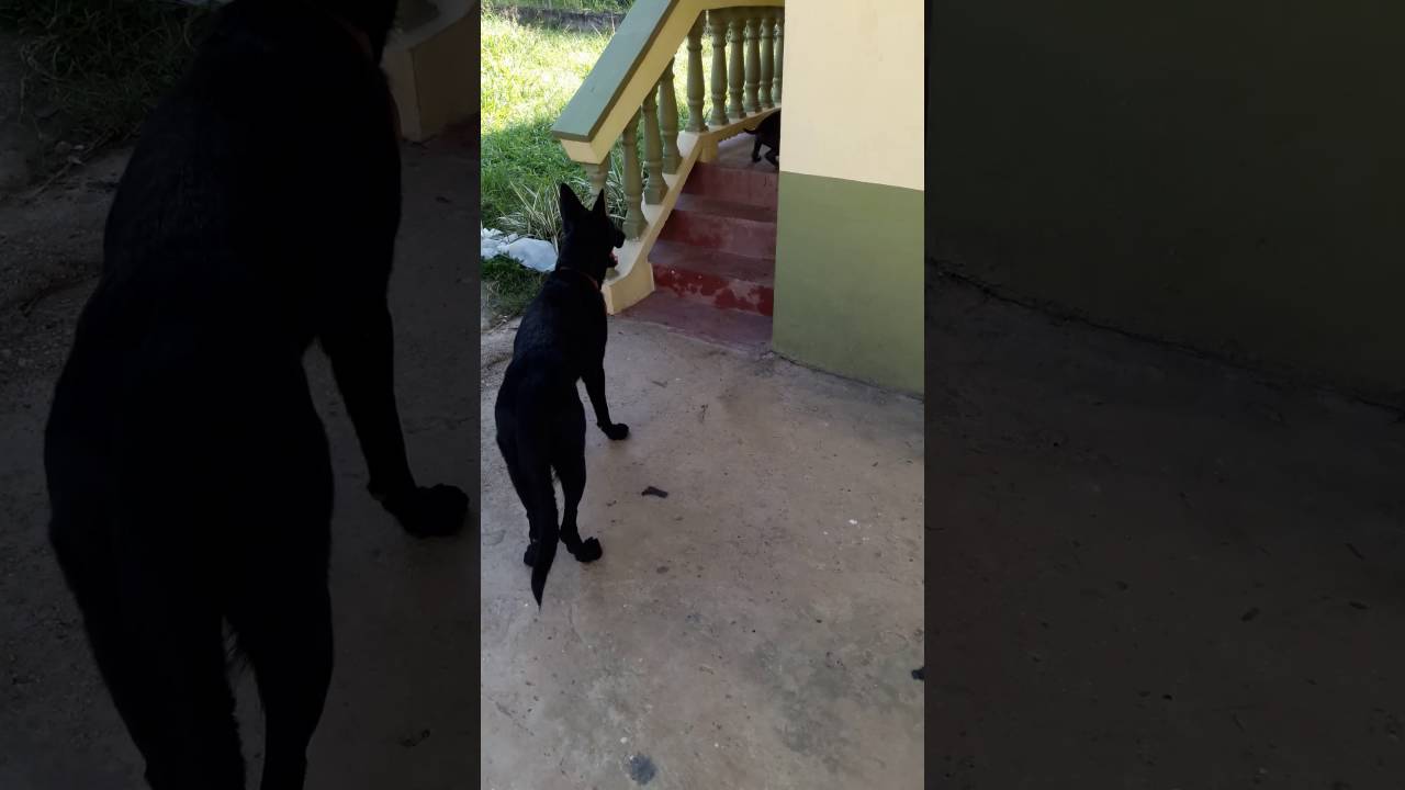 Sharpei pup playing with black German shepherd