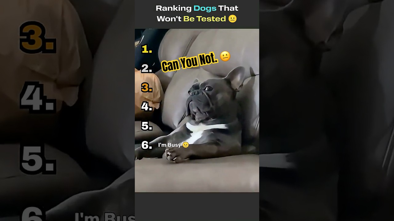 Best of Funny Dogs That Will Not Be Tested 😐😂