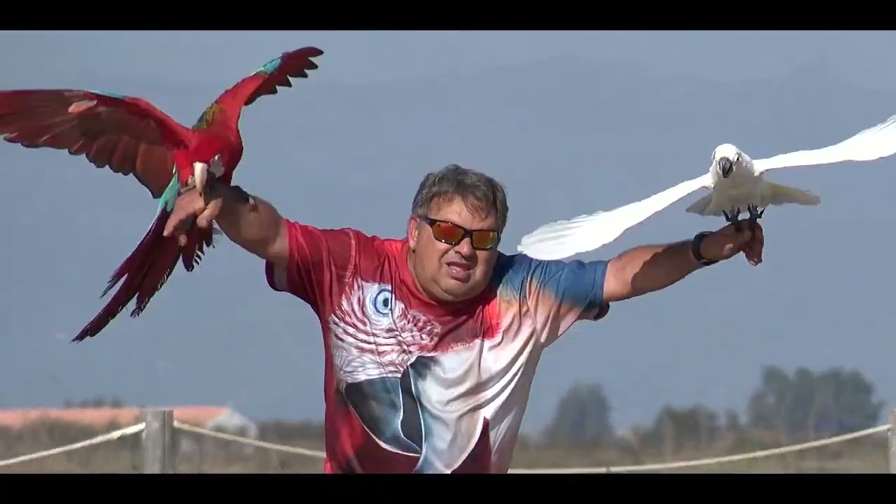 Volo Libero guacamayos cacatua cloropteras - Delta Ebro Catalunya Spagna