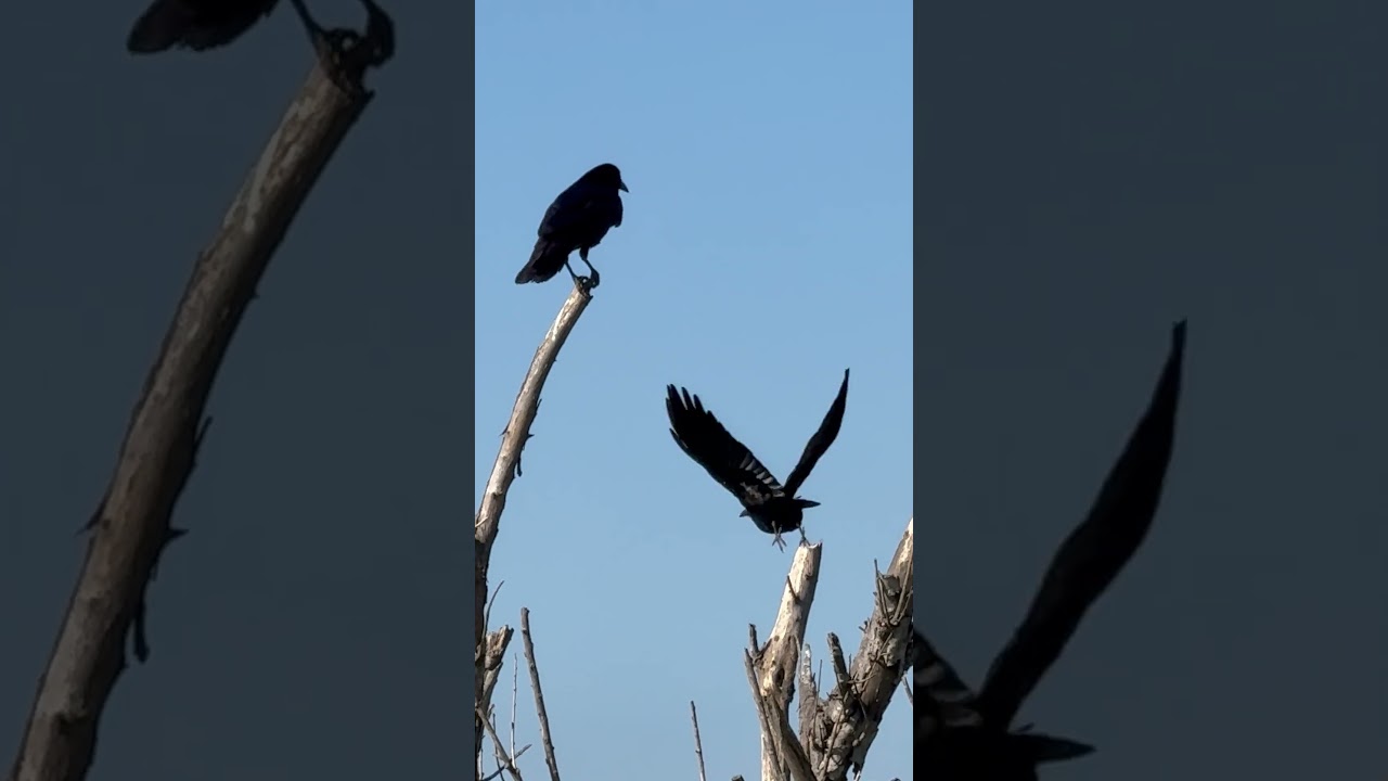 Foraging Raven Pisses of Murder of Crows 