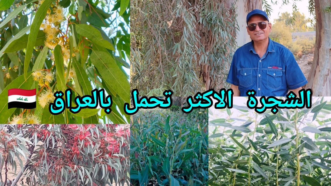 الأوكالبتوس أو القلم طوز Eucalyptus الشجرة الاقوى بالعراق