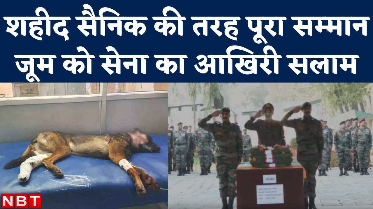 Indian Army Dog Zoom Death: भारतीय सेना ने शहीद सैनिक की तरह जूम को दी श्रद्धांजलि, Last Salute