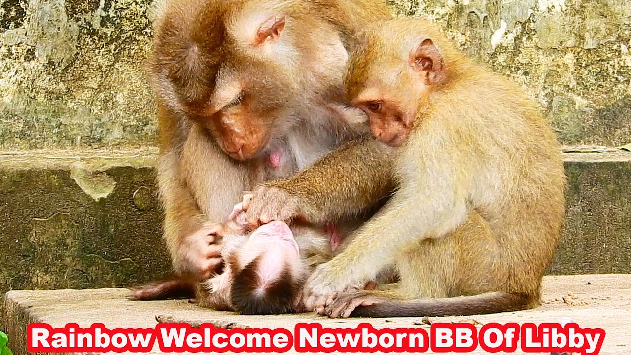 Pregnant Libby give birth successfully, while Rainbow welcome newborn BB!