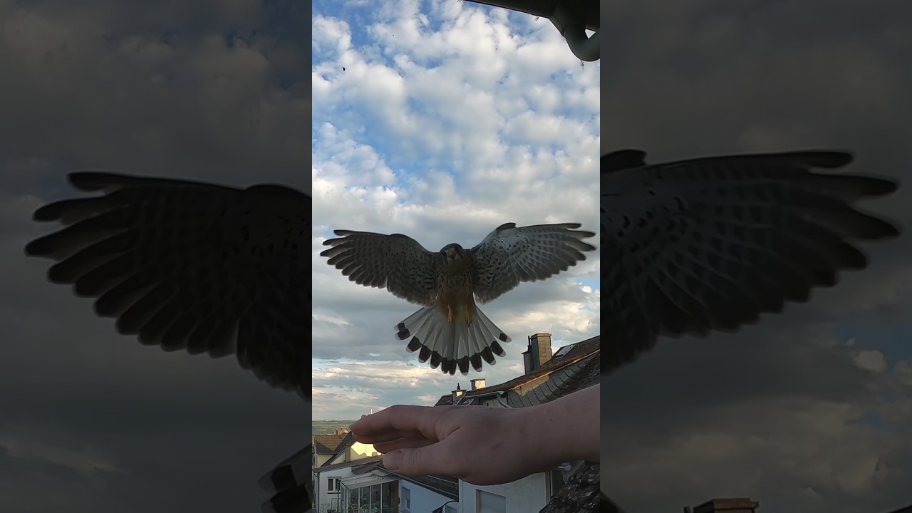 Perfekter Anflug & Landung #Turmfalke