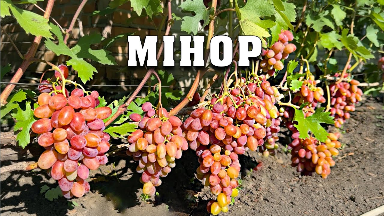 Мінор - дуже яскравий мускат та консистенція. Гібридна форма селекцію Голуба