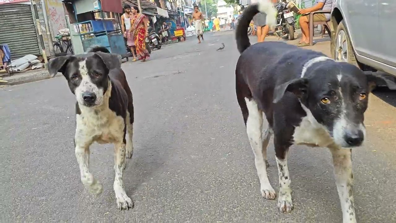 My dog lover Volga so cute dog 🐕🐕Bhola official YouTube channel 🔥 every morning daily food