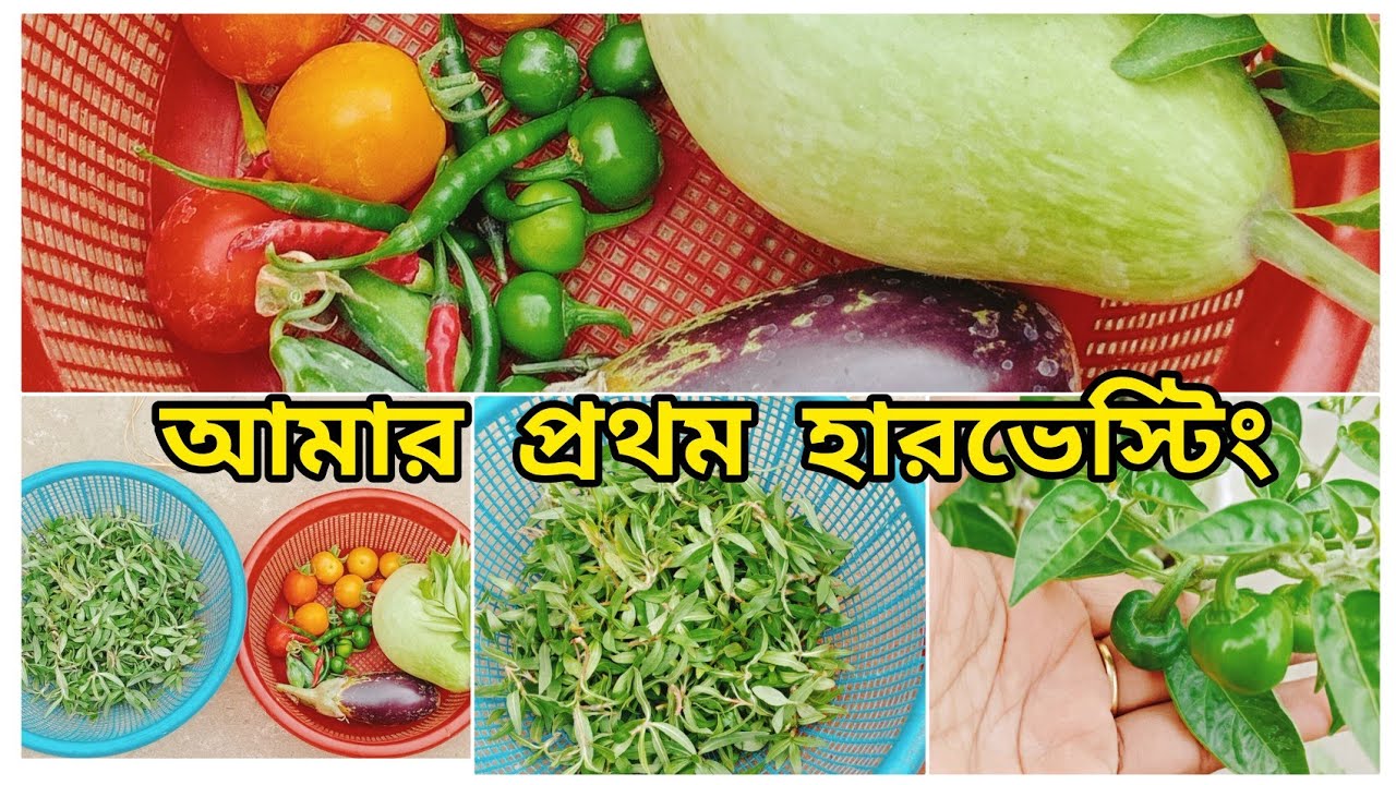 আমার প্রথম সবজি হার্ভেস্টিং/আজ আমি কোন কোন সবজি ছাদ বাগান থেকে পেলাম