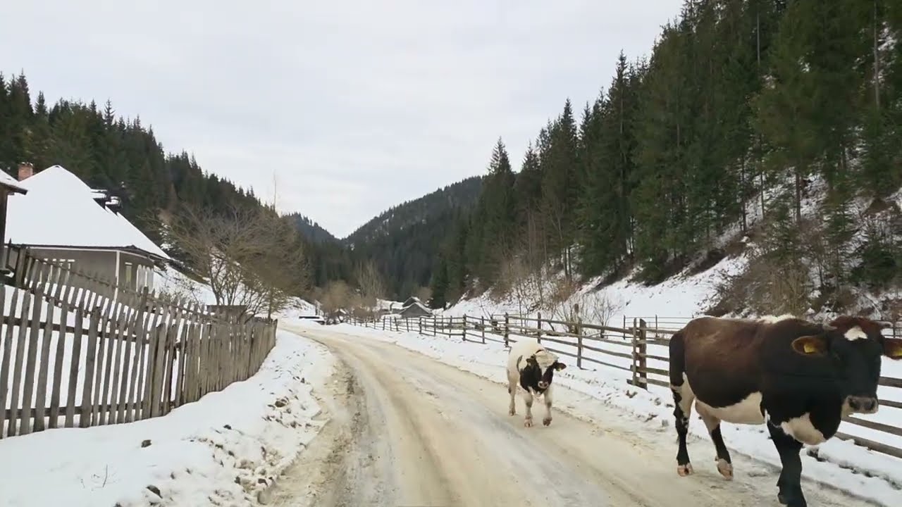 Drumul din Panaci către Broșteni,prin Dârmoxa-Bucovina No.2