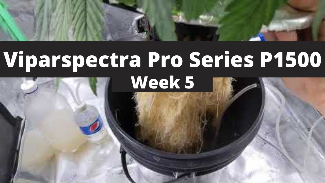 First Week Of Flower | Viparspectra P1500 | Blue Diesel Autoflower