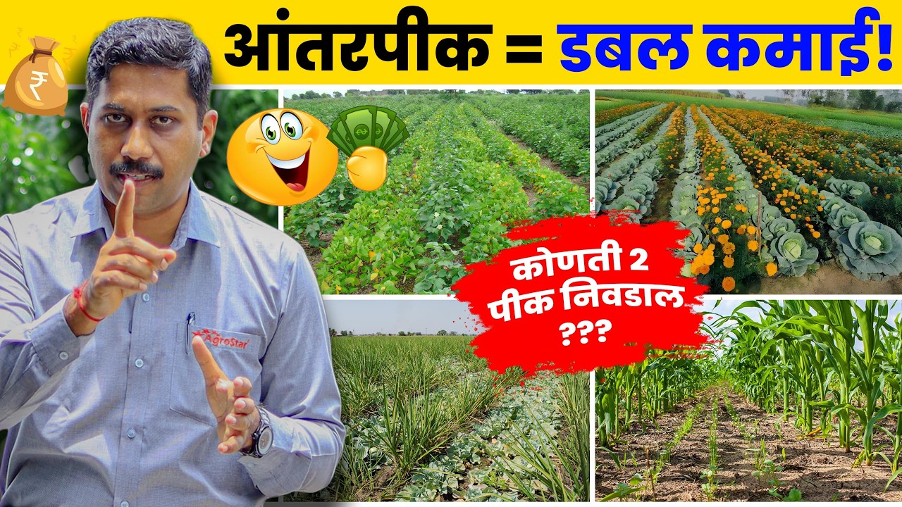 2025 मधील शेतकऱ्यांसाठी फायदेशीर पिकांची योजना | Intercropping | मिश्र पीक आणि आंतरपीक | #agrostar