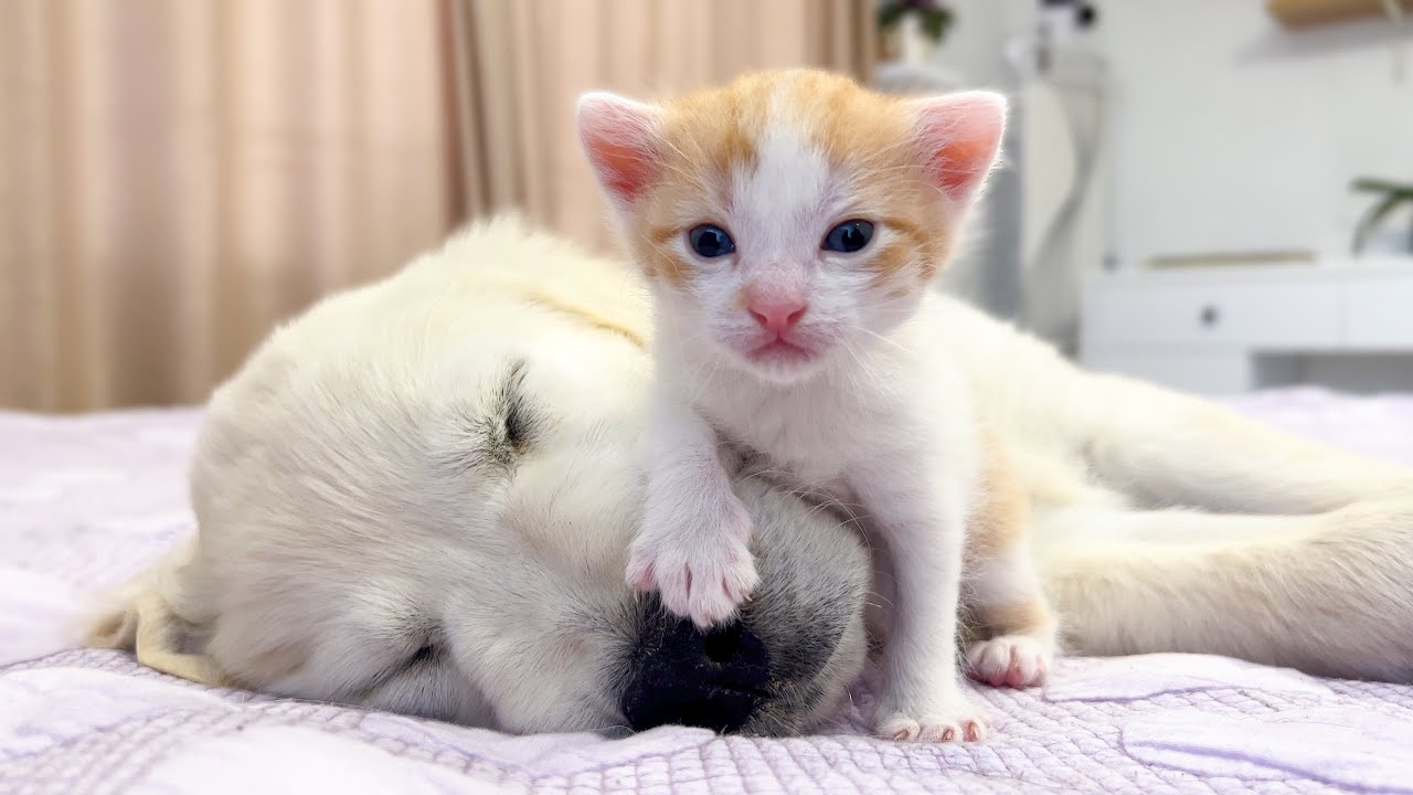 Tiny Kitten Wakes Up Golden Retriever Puppy