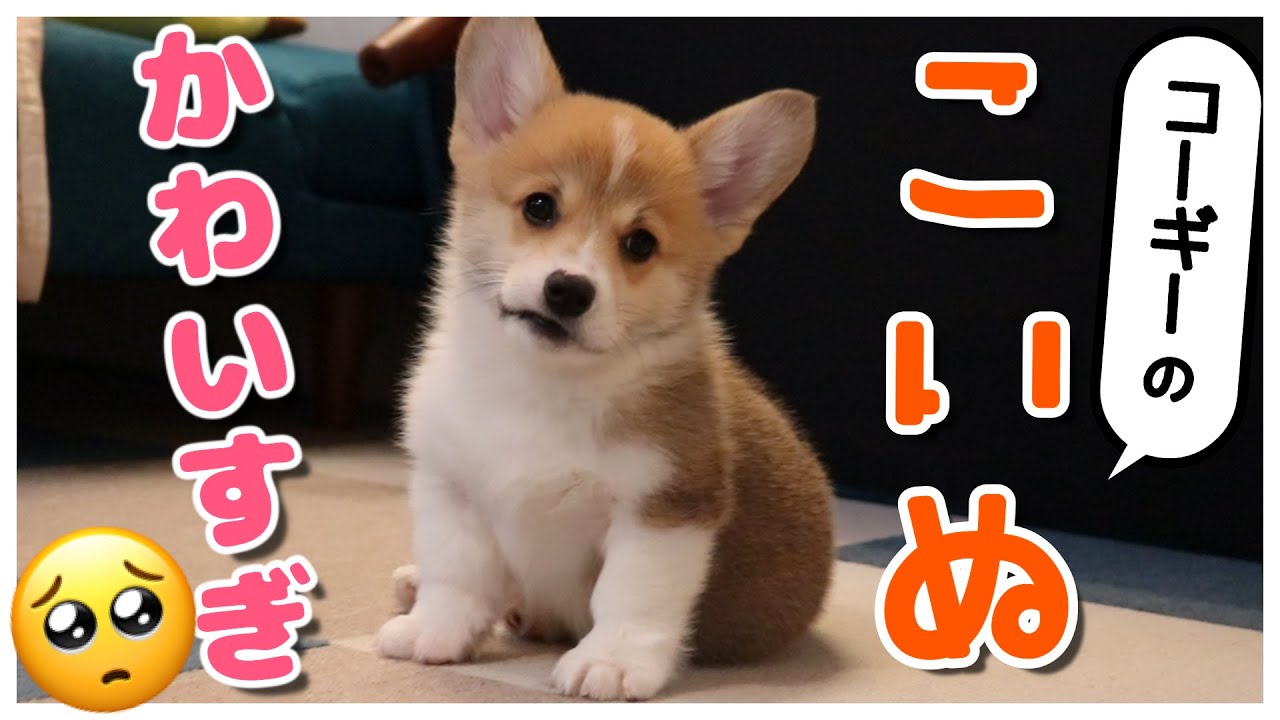 【生後２か月】天使すぎるコーギーの子犬がたまらん