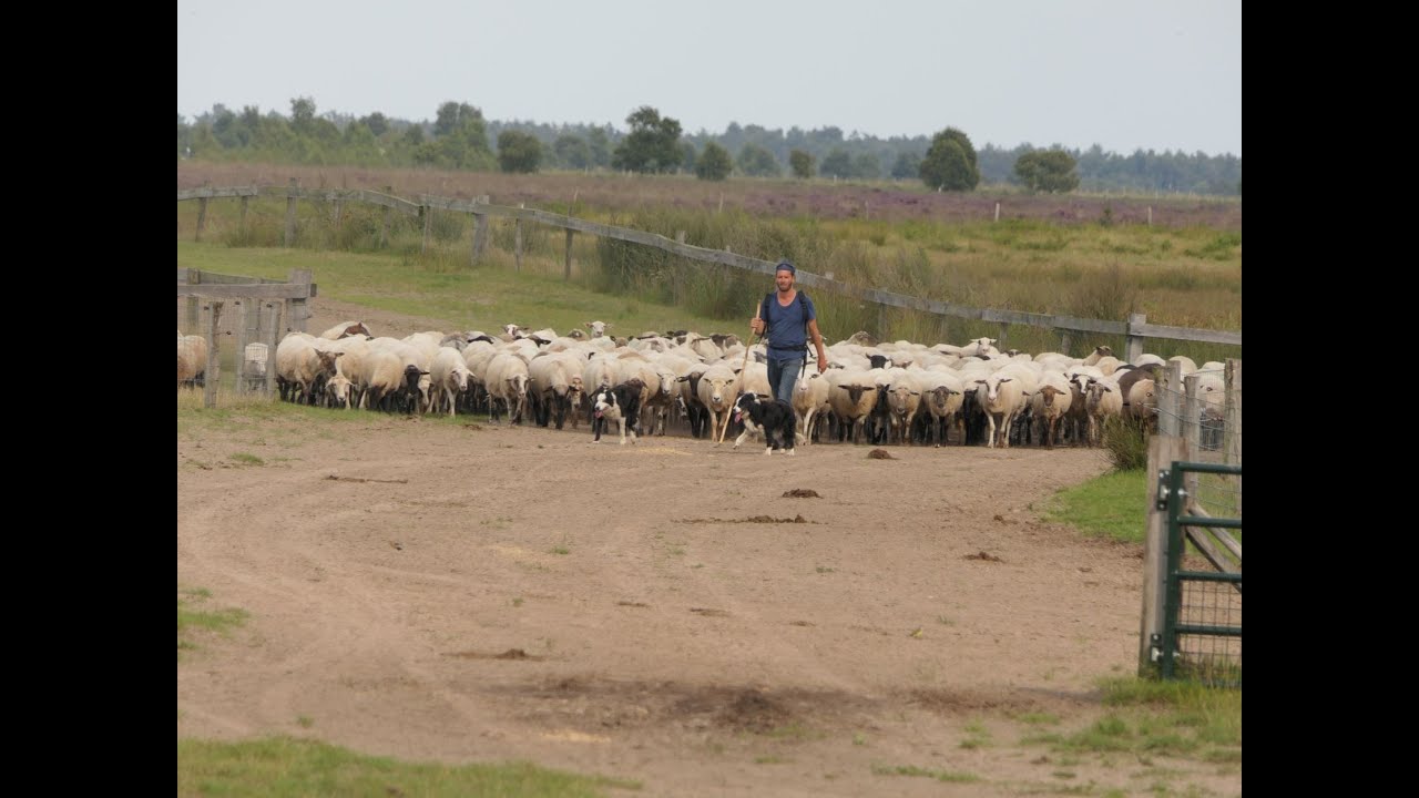 Natuurgebied Bargerveen - Zwartemeer