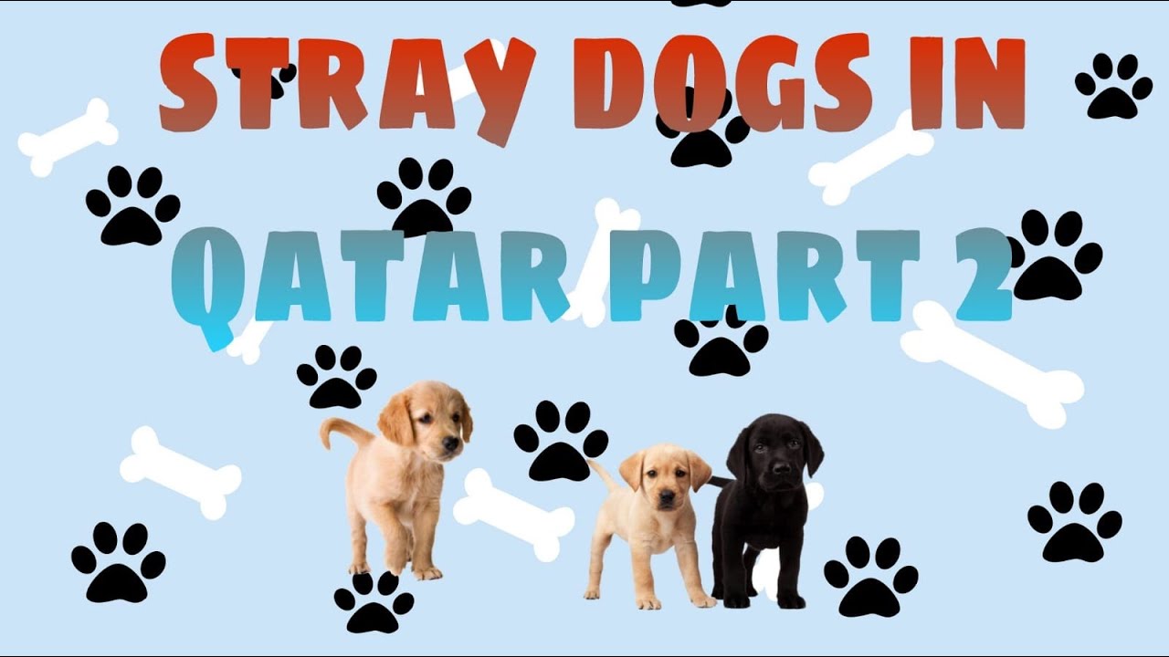 Homeless Dog Videos in Qatar / Ang mga pagala galang aso sa Qatar PART 2 @chuchaitv5314