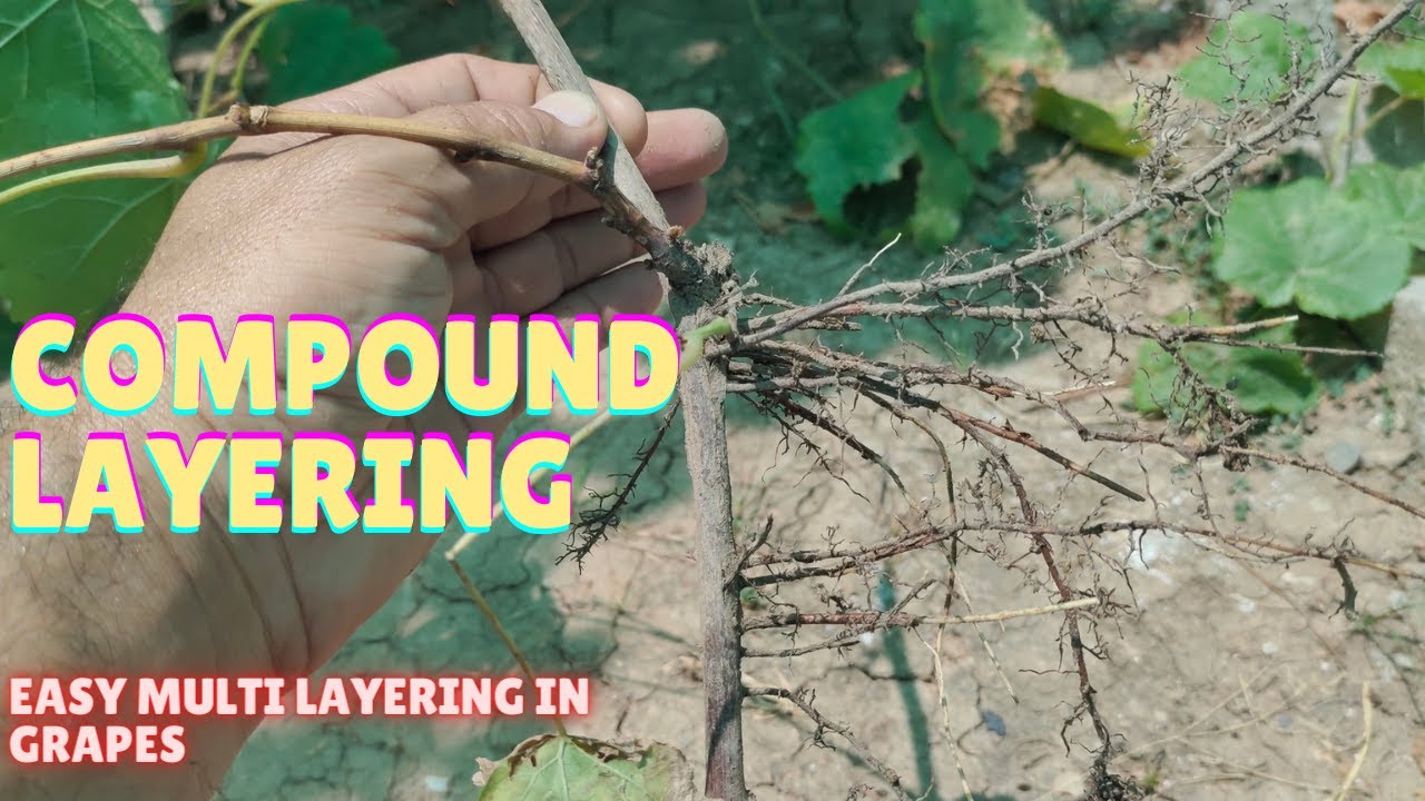 Compound Layering in Grapes/ Easy Multi Layering in Grapes