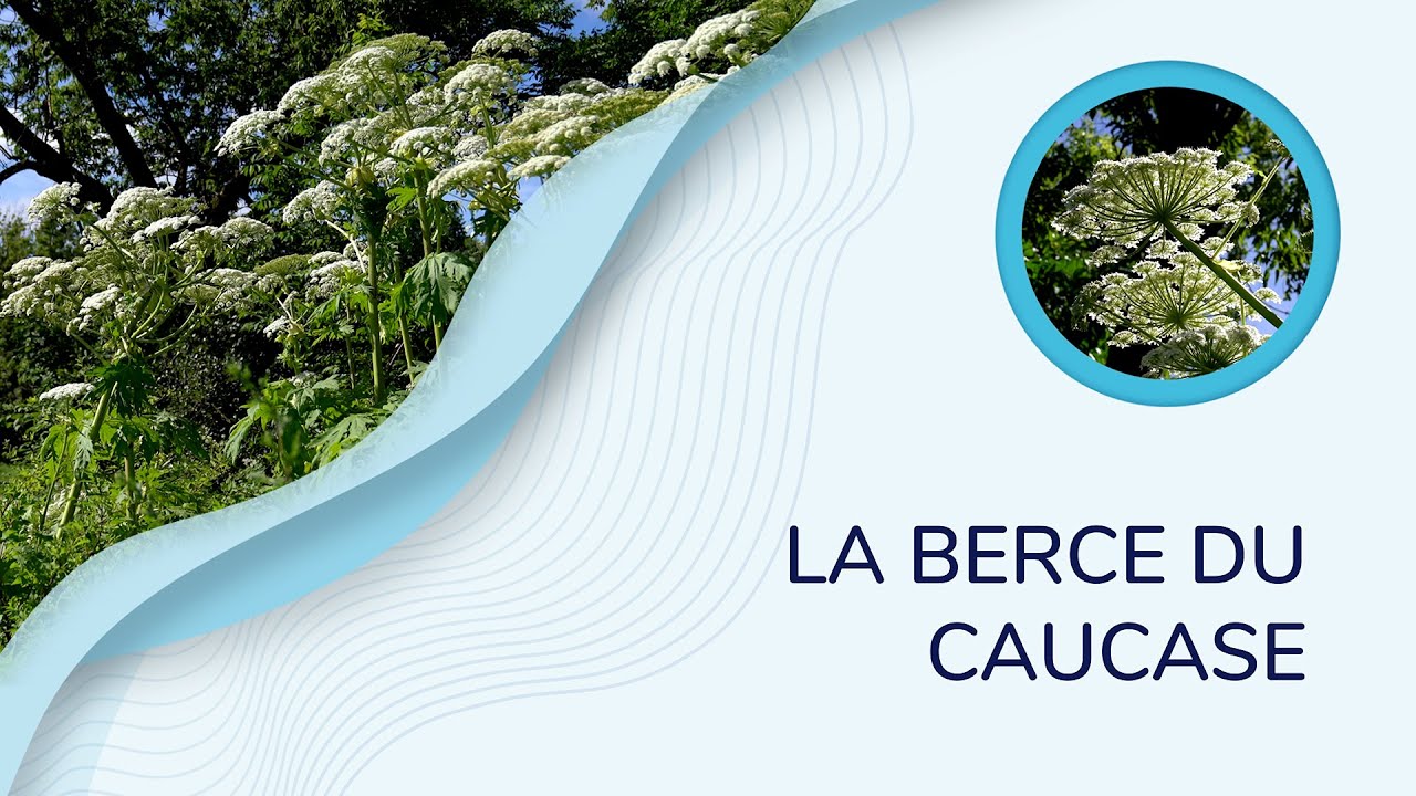 La berce du Caucase