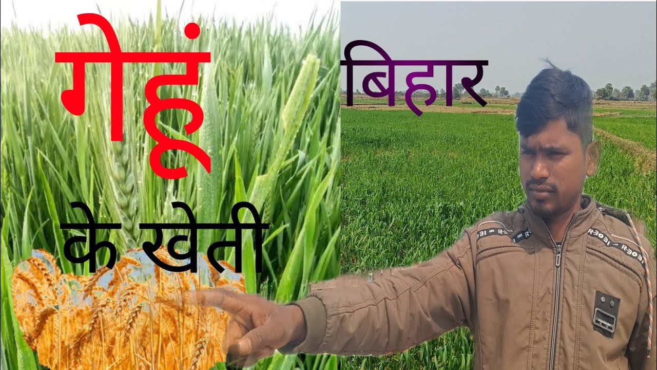 गेहूं के खेती बिहार wheat farming bihar /gehun ki kheti Bihar vlogs