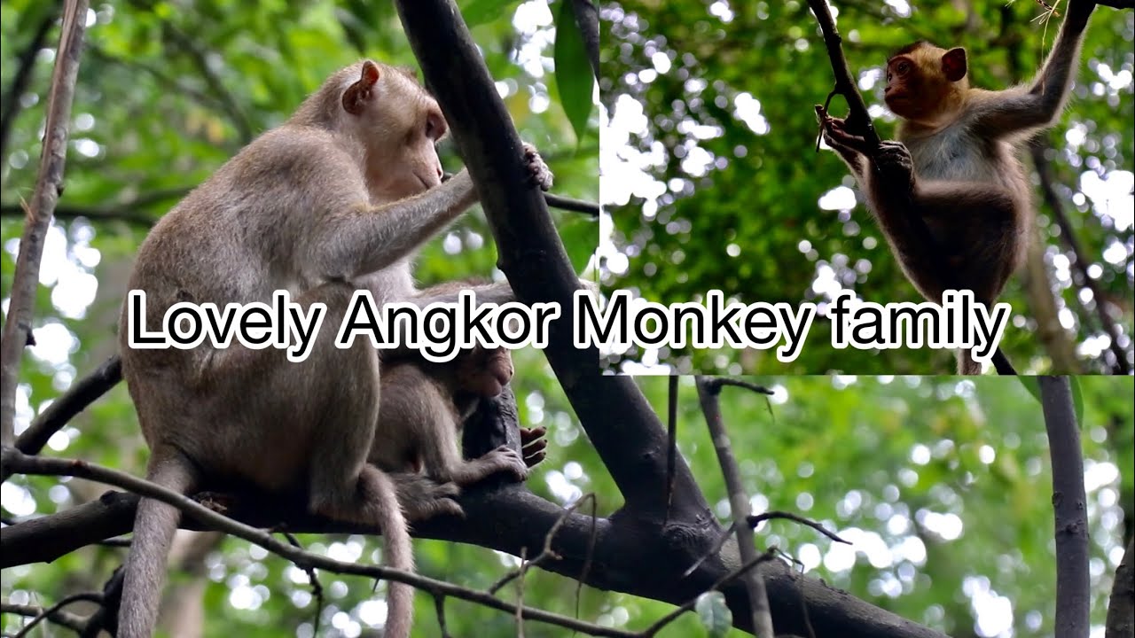 #Monkey Life Cambo: Group of Angkor Monkeys