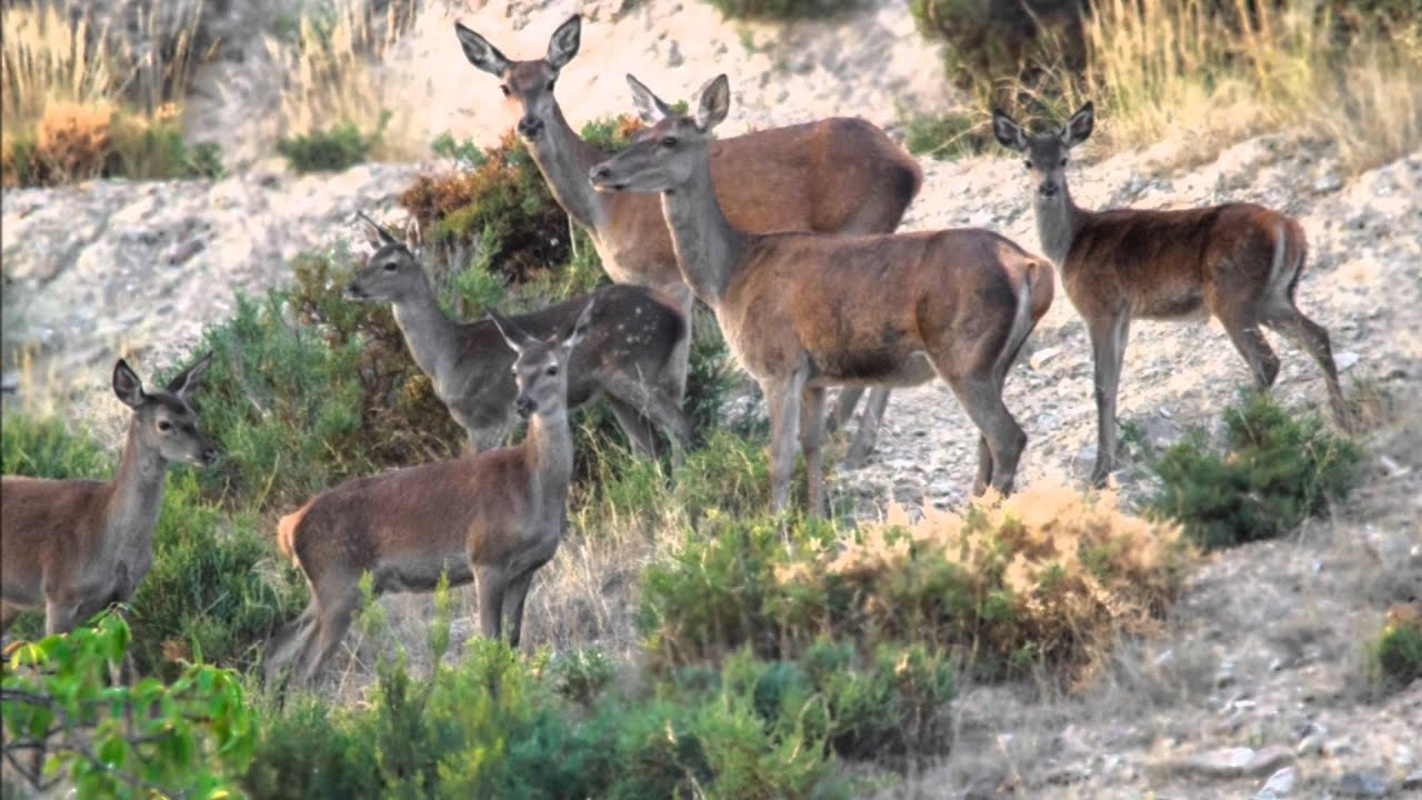 Brama Veados  - 2015  Parque Natural Montesinho