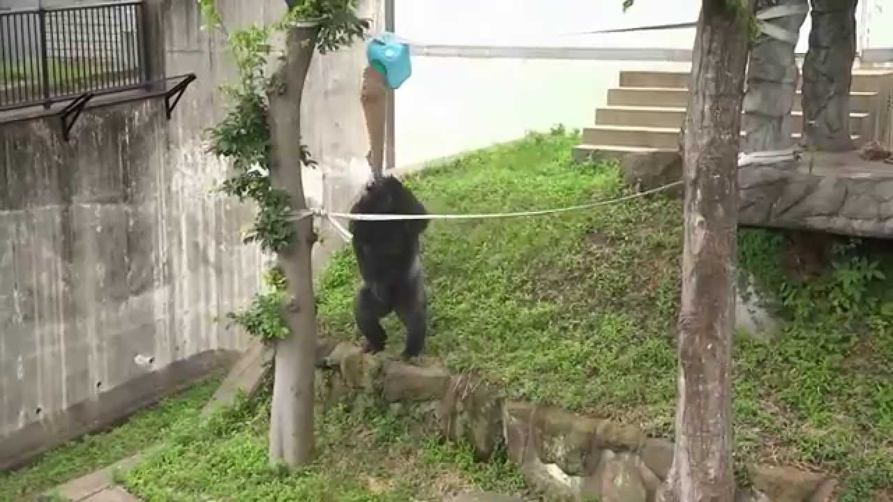 ゴリラ『ビンドン』の木登り（福岡市動物園）