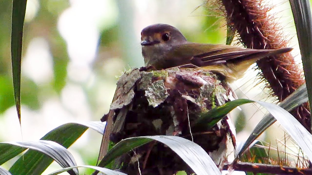 Pale-yellow Robin on Nest - sp.nana