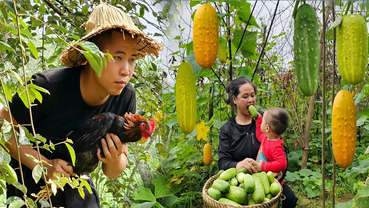Single mother: Harvesting cucumbers to sell - Tai works far away