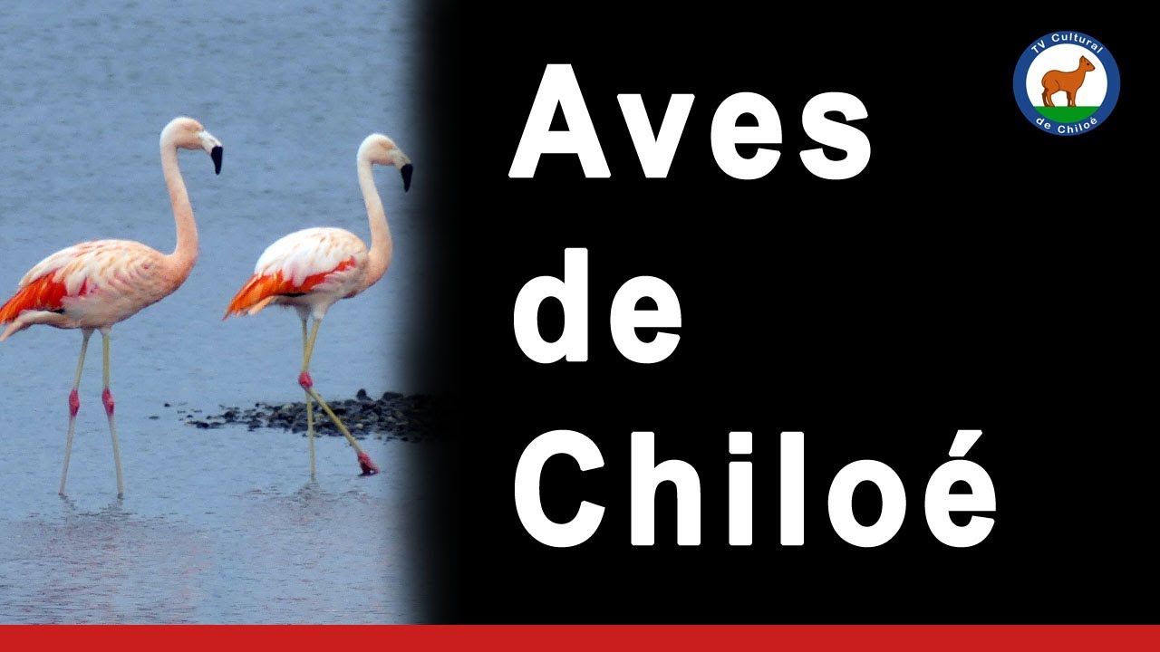 Pájaros en Chiloé Nº 1 2019