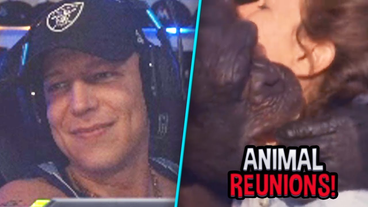 MontanaBlack reagiert auf emotionale TIERVIDEOS 😍 MontanaBlack Reaktion