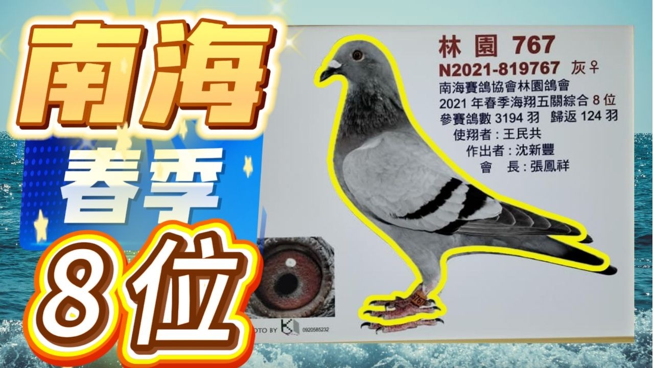 {純欣賞}南海春季8位 #賽鴿 #賽鴿比較 #賽鴿介紹交流