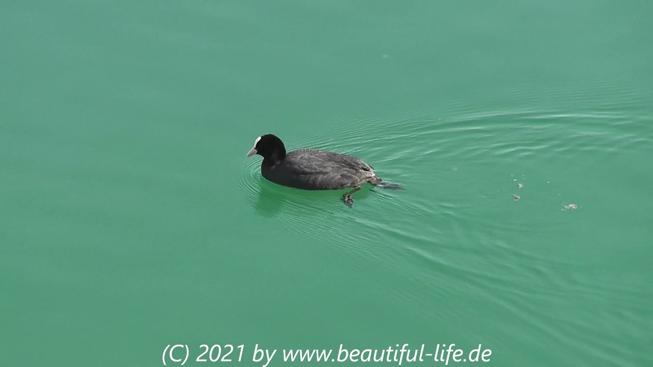 #Hollerner #Hollernersee Hollerner See April 2021