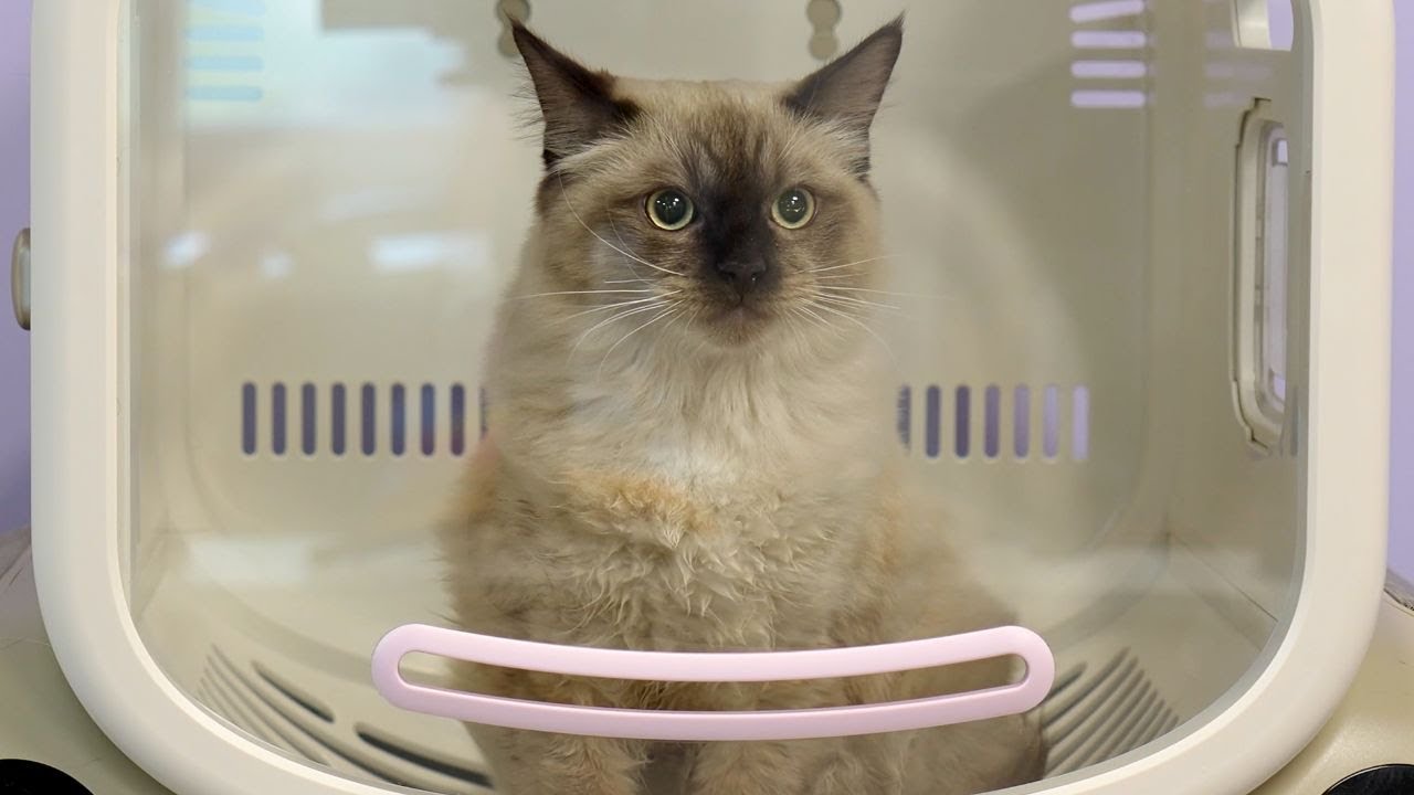 This Hilarious Ragdoll Kitten Started Pole Dancing in The Grooming Salon 😂