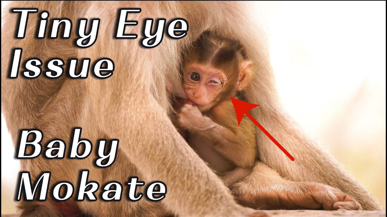 Mama Monkey Moka Cares for Baby Mokate’s Left Eye  Brave & Active Baby Girl Still Playing Strong