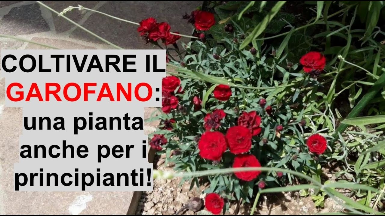Coltivare il GAROFANO: fioriture continue con il minimo sforzo! - W&A Gardens: orto e giardino
