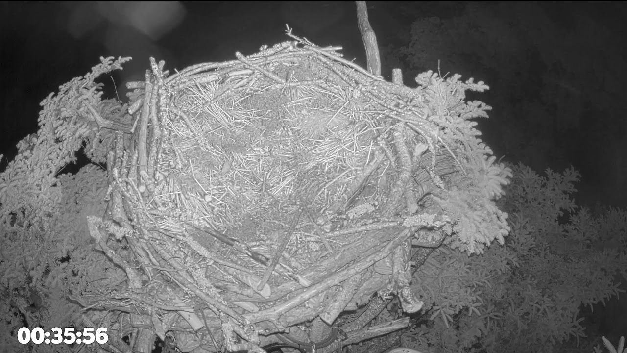 Bywyd Gwyllt Glaslyn Wildlife - Ffrwd Byw / Live Stream