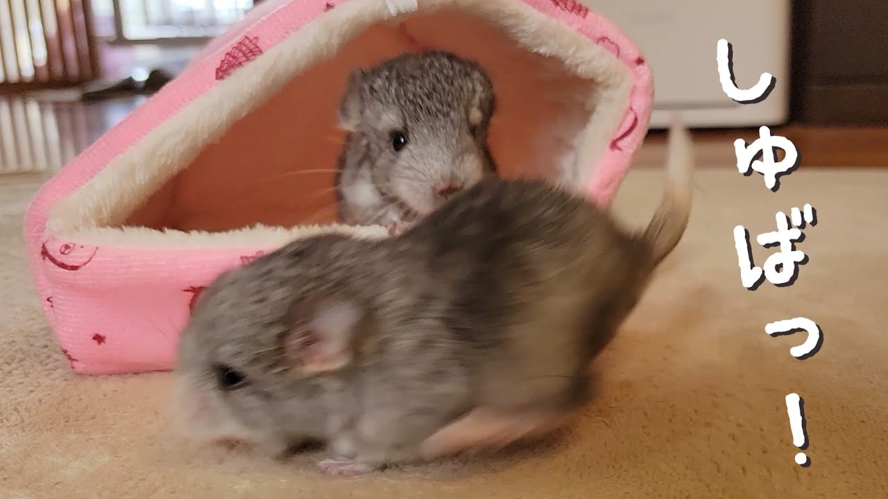 モルモットとチンチラが一緒にお散歩、赤ちゃんと一緒に楽しく鳴いちゃう