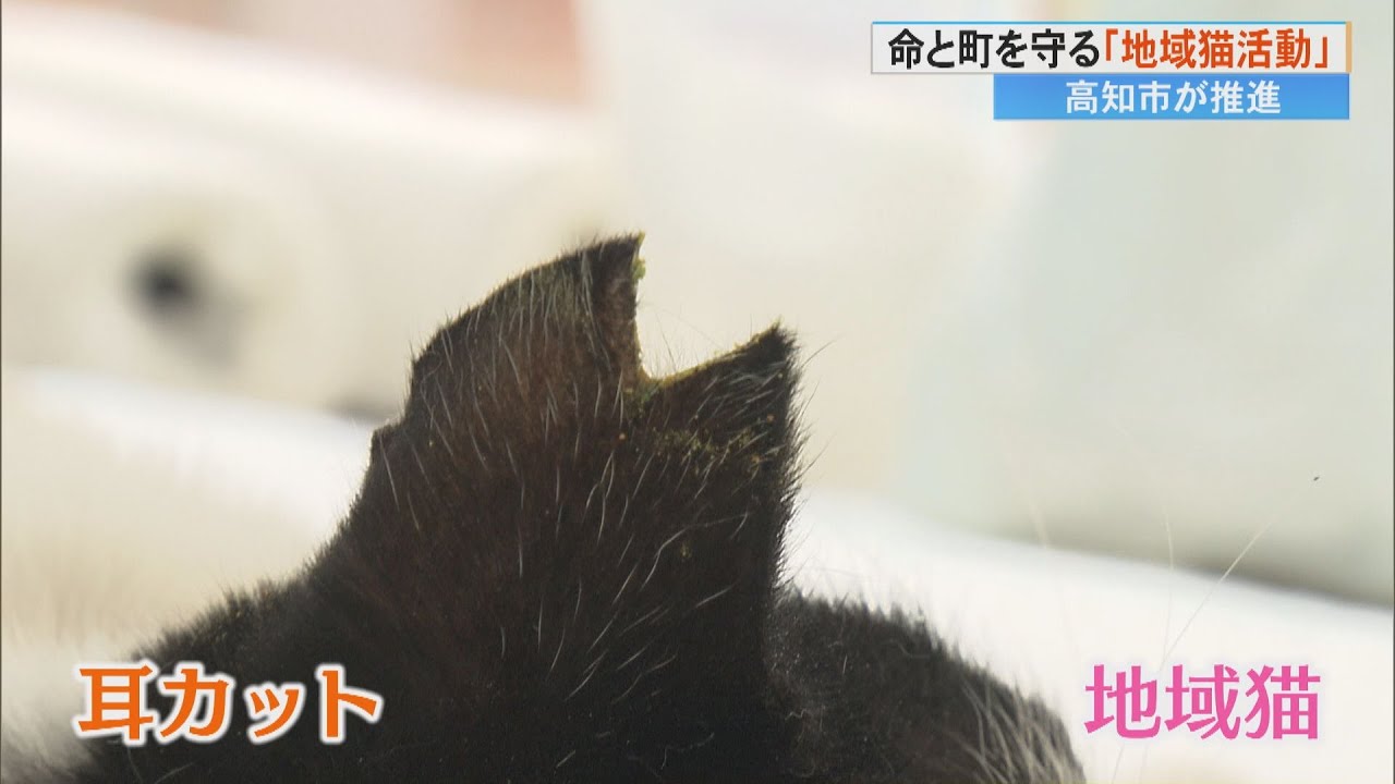 「地域猫活動」をご存知ですか？地域住民が野良猫を捕まえ、不妊去勢手術【高知市江ノ口地区】