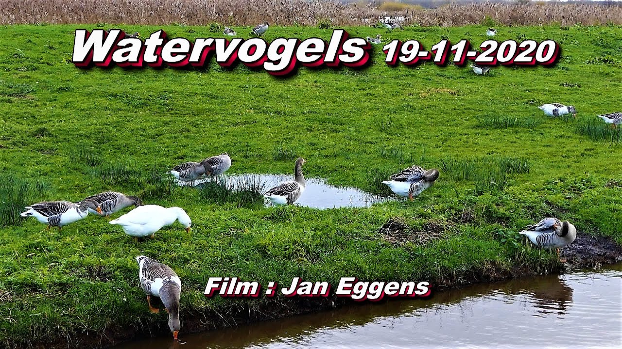 Watervogels 19 11 2020