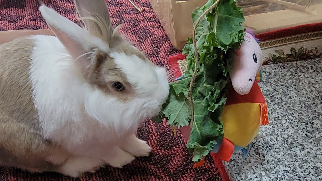 Bunny mofu is live! 1 MAR 2026 #可愛い #かわいい #bunn #rabbit #cute #ふわふわ #うさぎ #relaxing #動物 #viralvideo