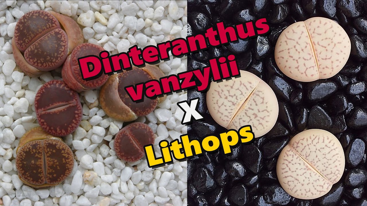 Dinteranthus vanzylii x Lithops: semelhanças e diferenças no cultivo