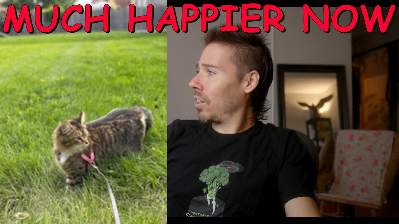 What Happened To My Cat?