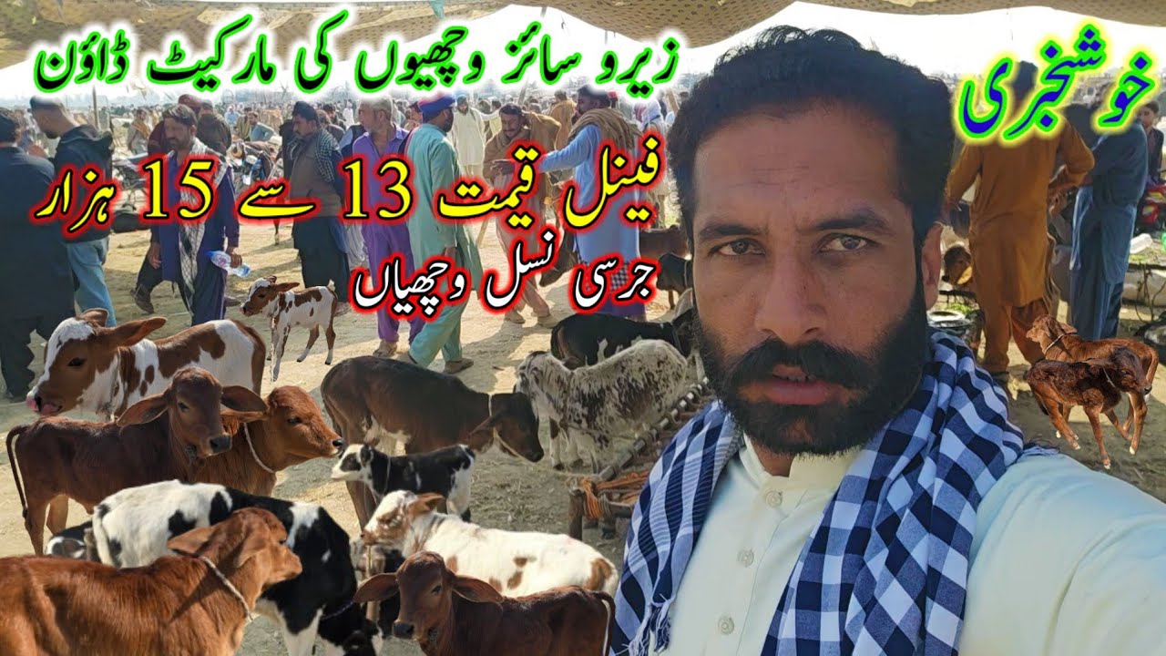 زیرو سائز وچھیاں کی سپیشل منڈی ڈھونڈ لی || jursi sahiwali cholistani Gaye mandi #at #balochfarm 