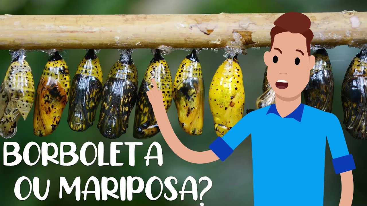 COMO FUNCIONA UM CASULO