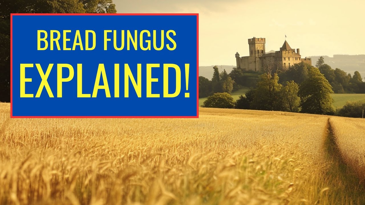 Bread's Secret: How Fungus Leads to Hallucinations
