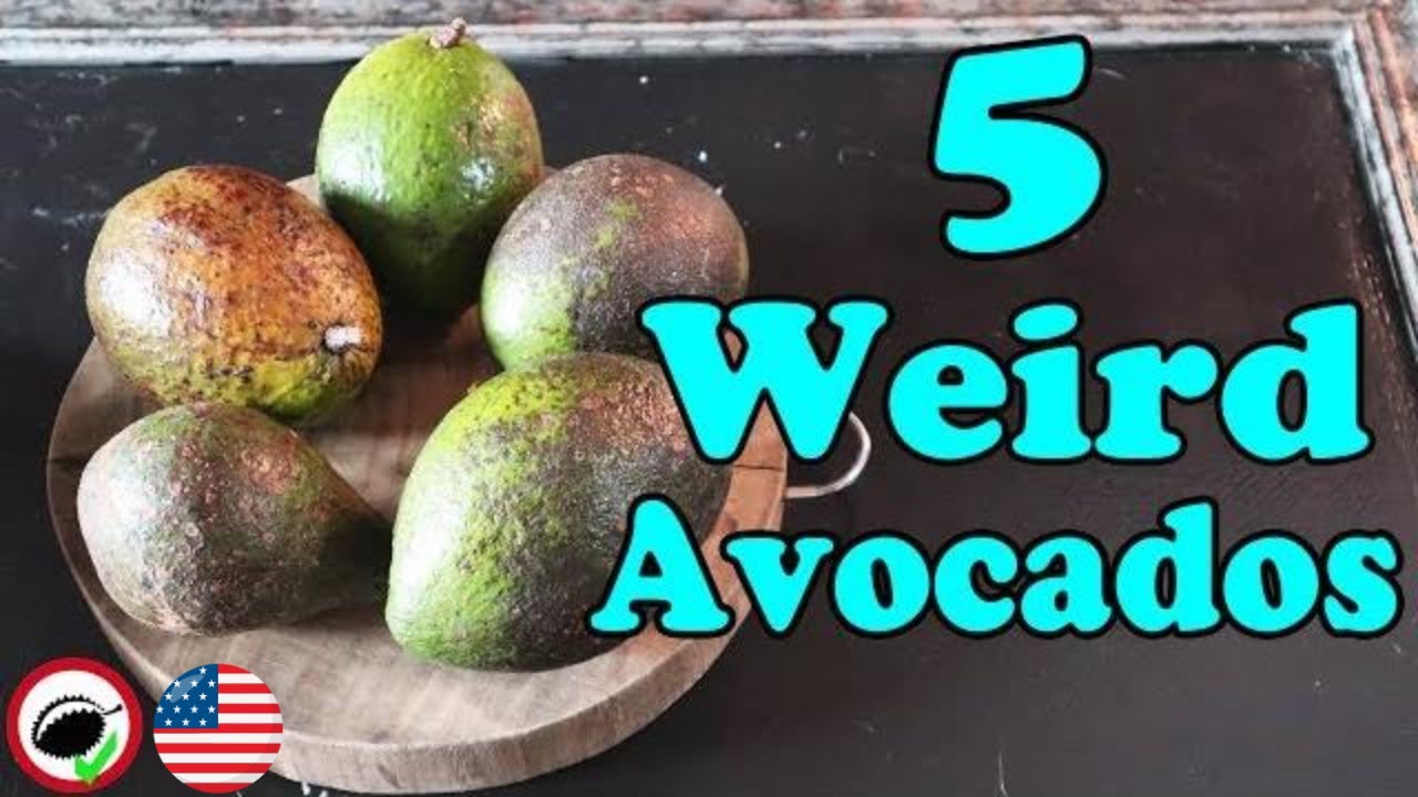 СТРАННОЕ СРАВНЕНИЕ АВОКАДО (Persea Sp) — Weird Fruit Explorer, выпуск 349