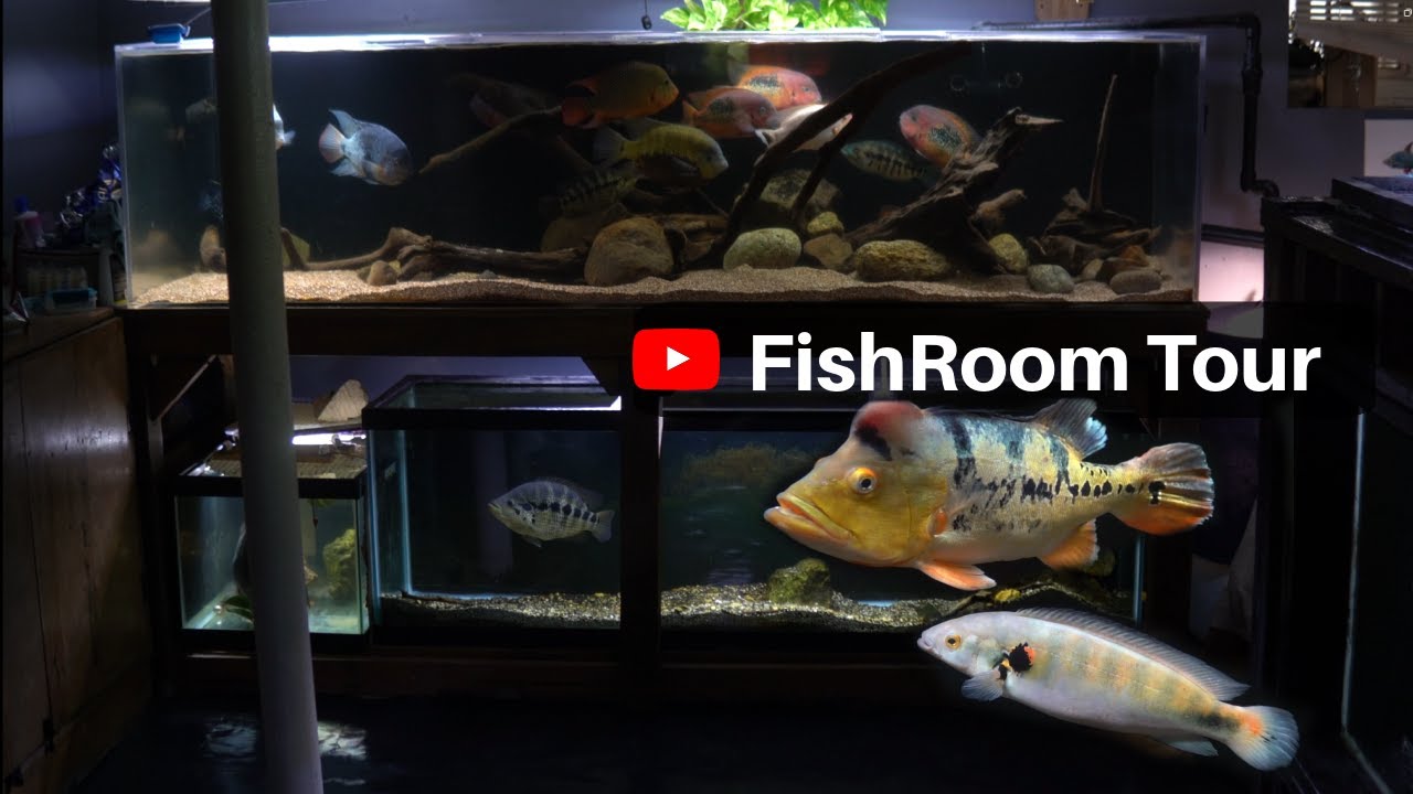 Full Fish Room Tour| 9 Aquariums| 20 to 900 Gallons