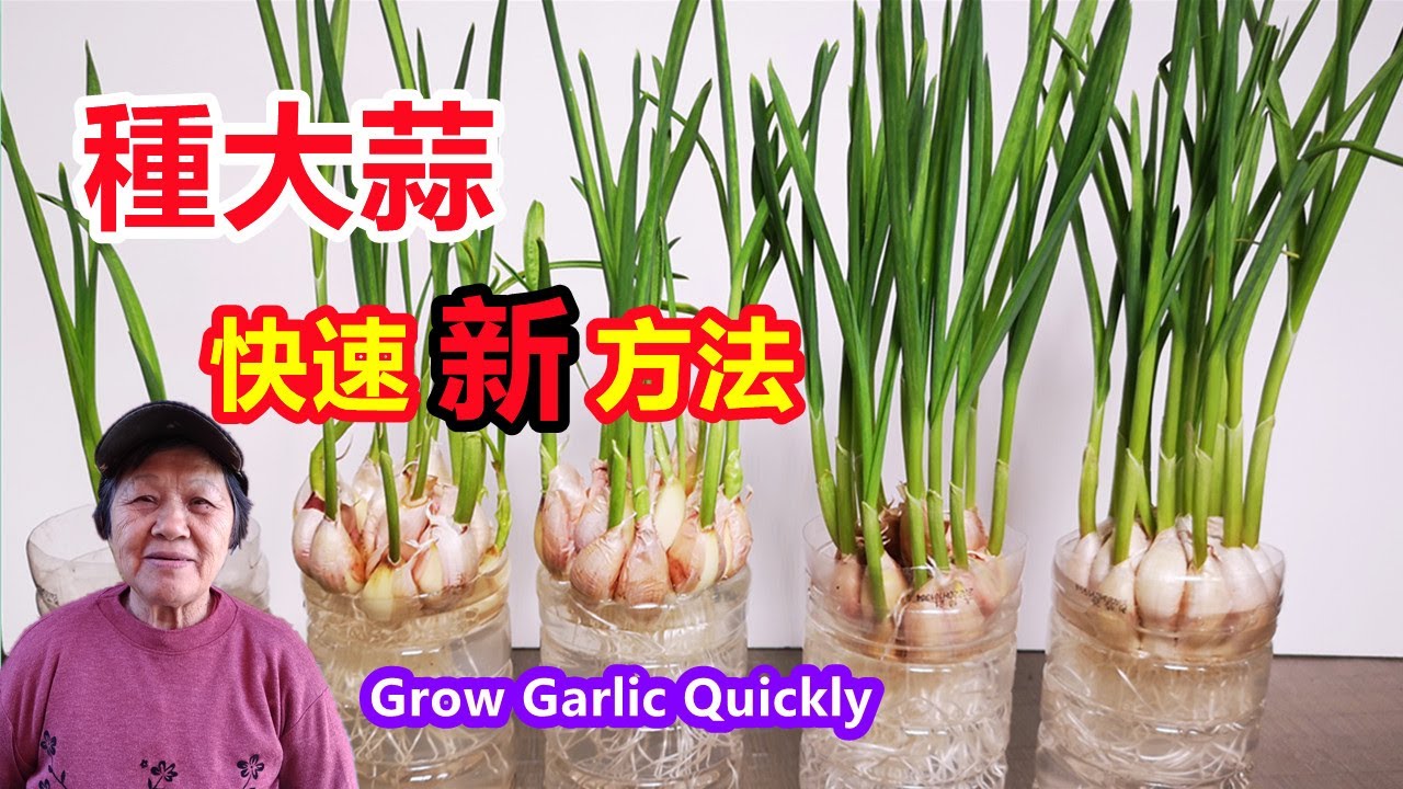 快速種大蒜的新方法，既收蒜苗又收大蒜，陽台也能種 How to Grow Garlic quickly\Mars Hydro