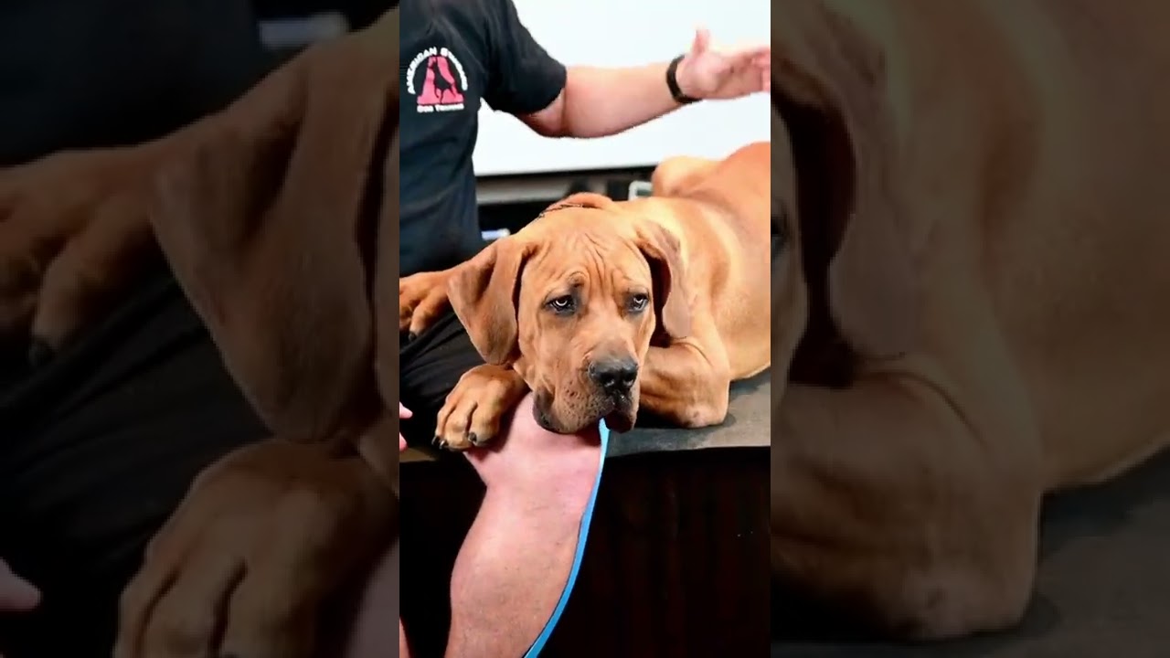 Training a beautiful 6 month old Boerboel