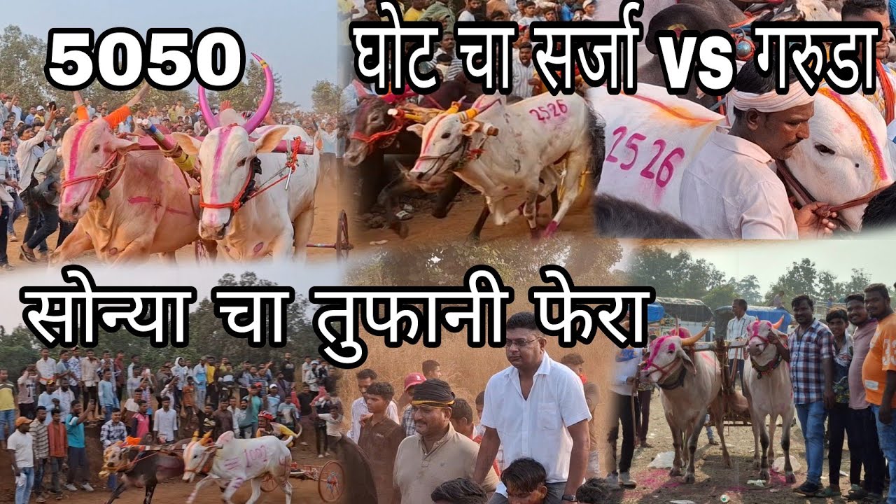 उंबरवेढे च्या मैदानात Top च्या शर्यती | घोट चा सर्जा vsगरुडा #viralvideo #agrikoli #bailgada #p3live